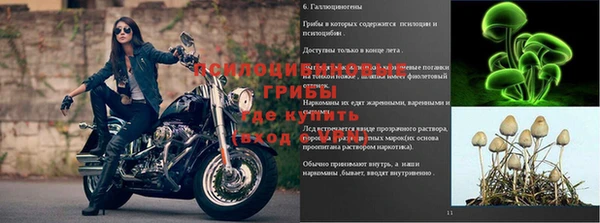 шишки Бородино